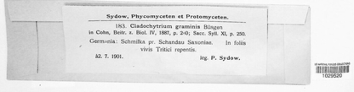 Physoderma graminis image